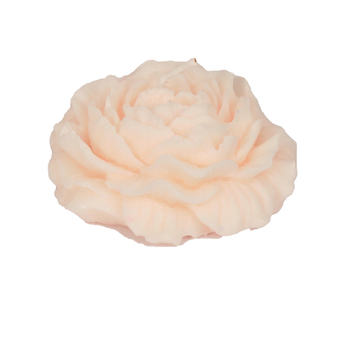 وردة دمشقية متفتحة