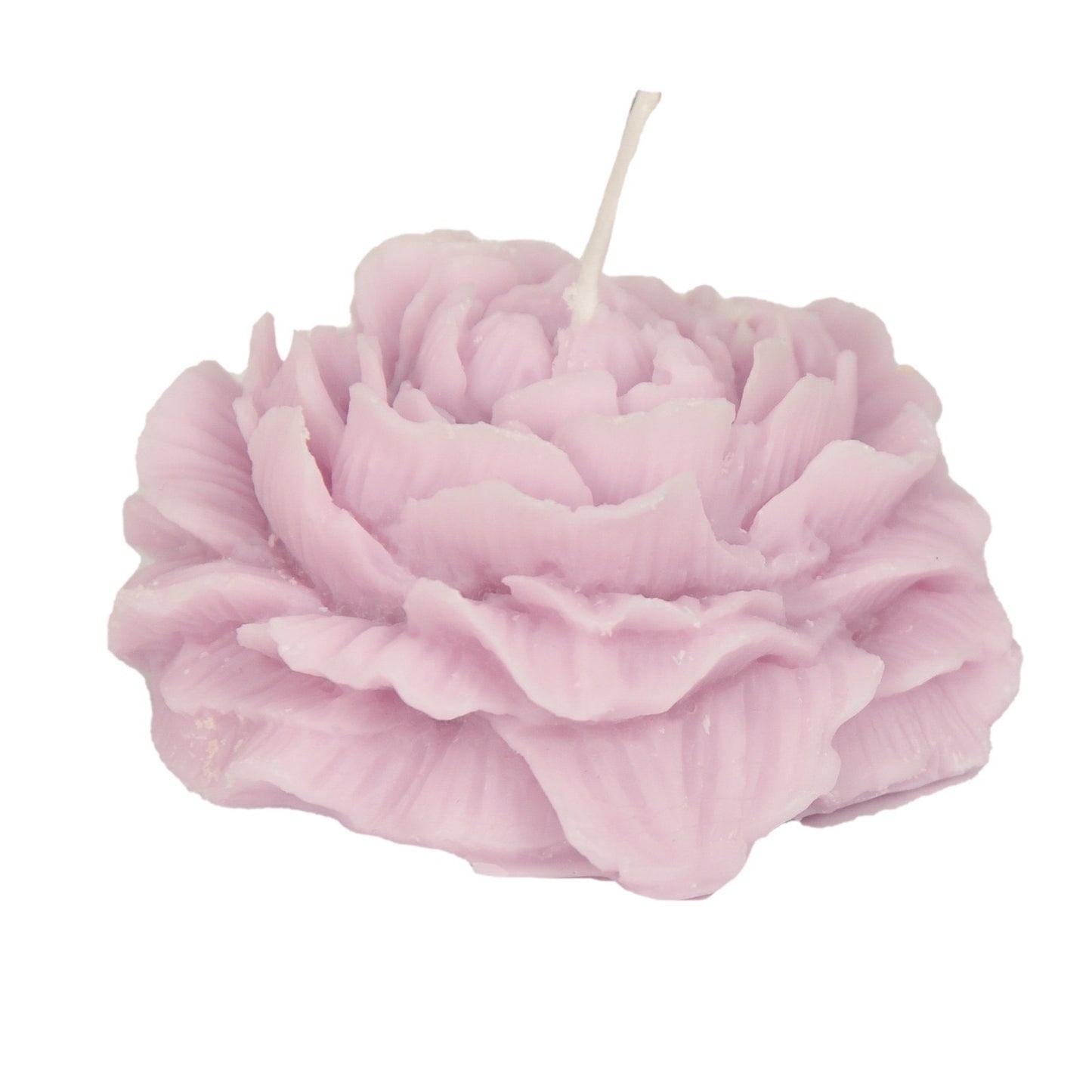 وردة دمشقية متفتحة