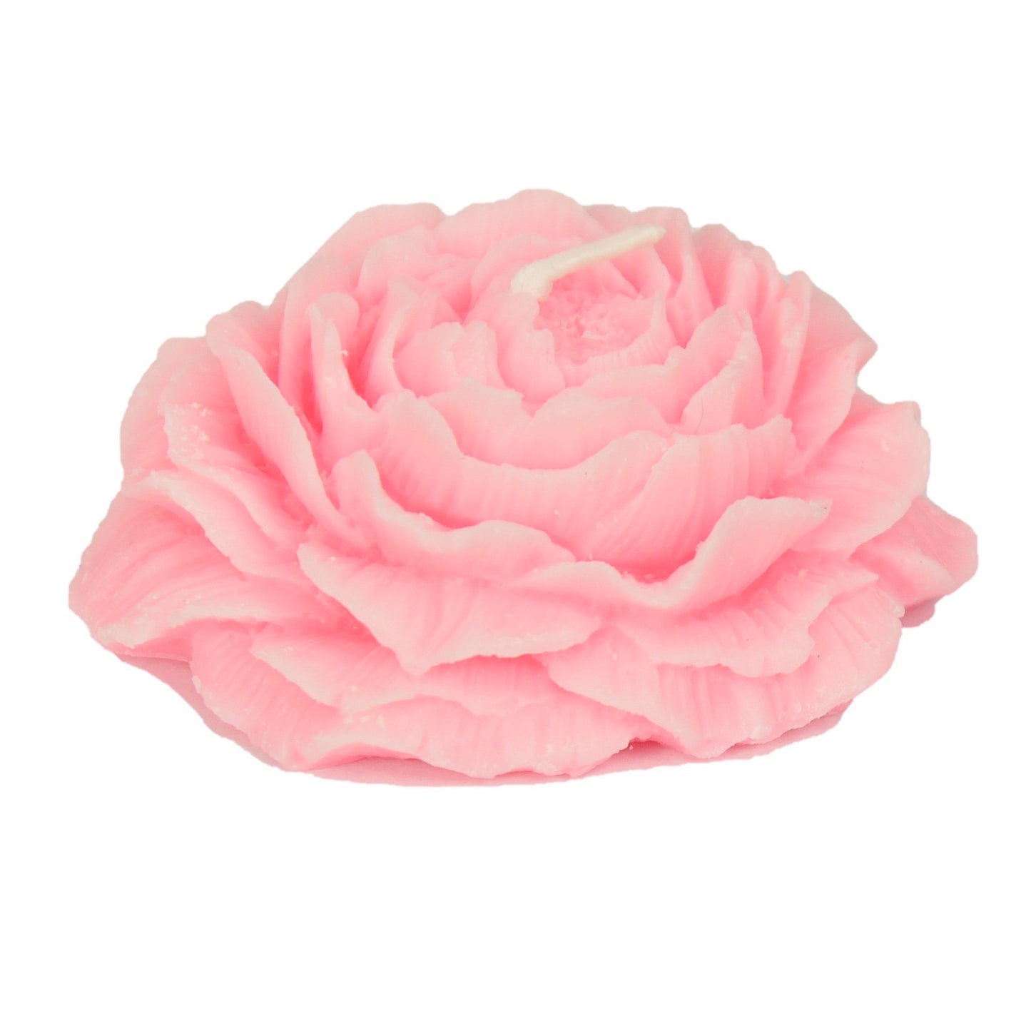 وردة دمشقية متفتحة