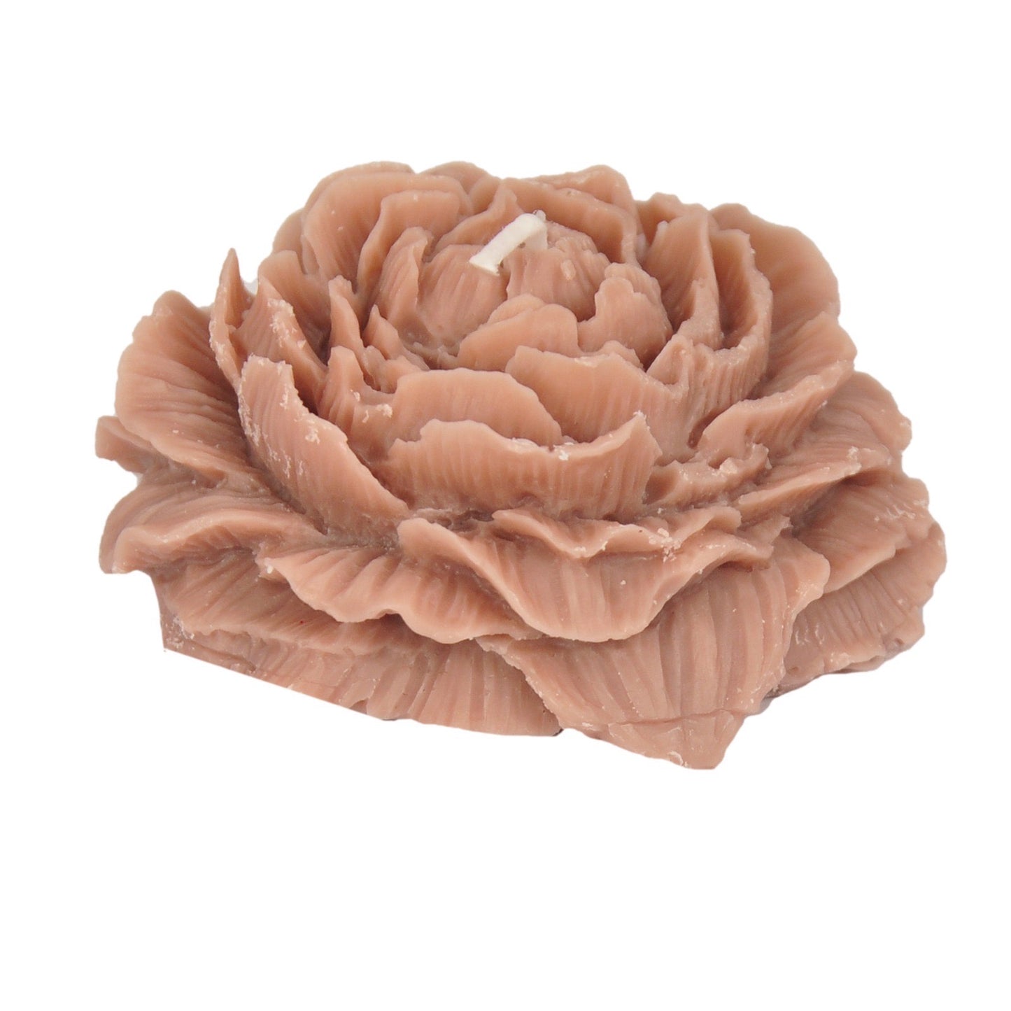 وردة دمشقية متفتحة