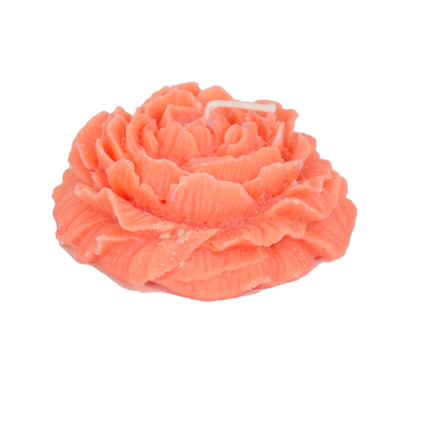 وردة دمشقية متفتحة