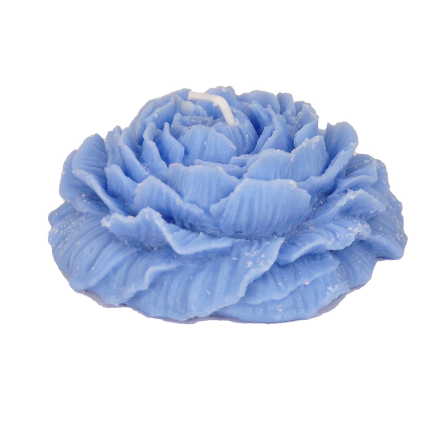 وردة دمشقية متفتحة